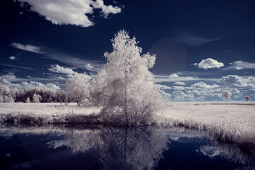 infrared photography - ir photo of landscape with tree under sky with clouds - the art of our world and plants in the infrared camera spectrum