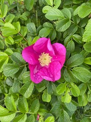 pink rose in the garden