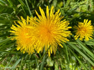 yellow flower