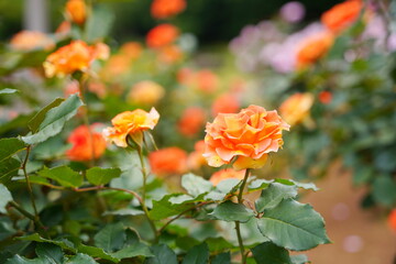 Fototapeta na wymiar 日本の植物園に咲く美しいオレンジ色のバラ