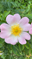 A fresh, beautiful blackberry blossom - top view.