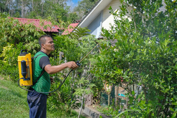 Senior farmer spray organic insecticide to lime tree in orchard