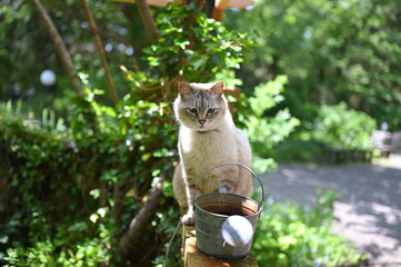 高いところからパトロールする猫