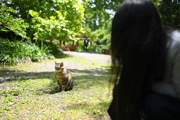 猫と人間