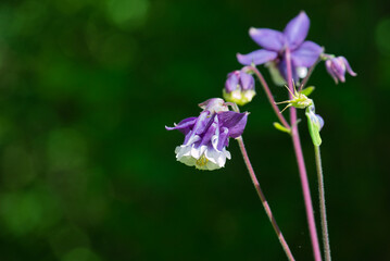 Nahaufnahme einer lilafarbenen Blüte mit weissen Rändern