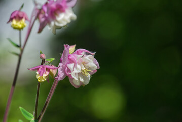 Rosa und weiss gefärbte Blüten in Nahaufnahme