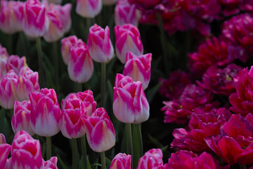 Obraz premium A huge field of bright, blooming tulips in the city park. Beauty of blooming field. Nature background. Spring flowers on a warm sunny day.