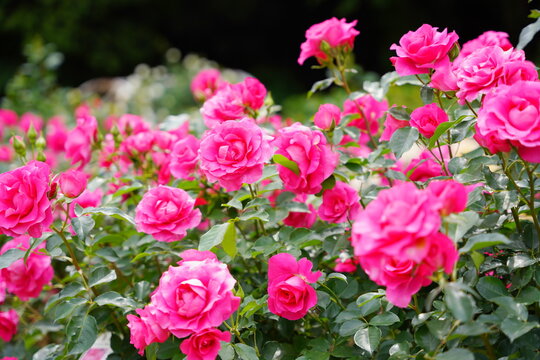 日本の植物園に咲くピンク色のバラ © K.Douzin