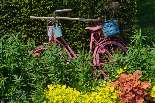 Ein altes pinkfarbenes Fahrrad, abgestellt in einem Park, behangen mit kleinen Eimern und einem Gartenger&auml;t, inmitten von Pflanzen