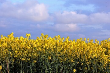 Naklejka premium Blooming yellow rapeseed field and blue sky