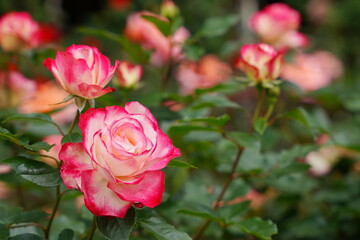 日本の植物園に咲くピンク色のバラ