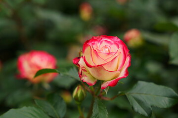 日本の植物園に咲くピンク色のバラ