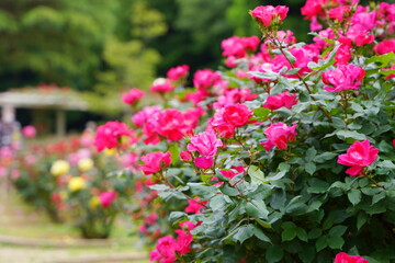 Fototapeta na wymiar 日本の植物園に咲くピンク色のバラ