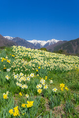 Fototapeta premium 水仙