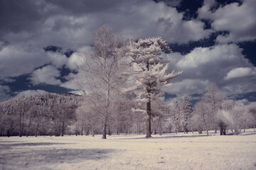 Obraz na płótnie Canvas infrared photography - ir photo of landscape with tree under sky with clouds - the art of our world and plants in the infrared camera spectrum