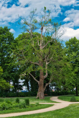 Ein majestätischer, dünn belaubter Baum in einem Park, mit Bäumen und blauem Himmel im Hintergrund