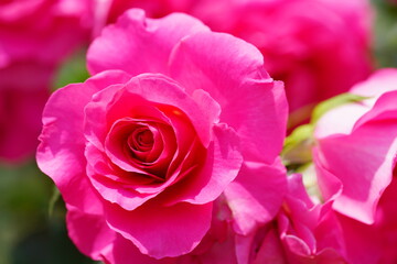 日本の植物園に咲くピンク色のバラ