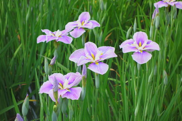Fototapeta premium 6月・花菖蒲