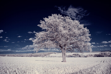 infrared photography - ir photo of landscape with tree under sky with clouds - the art of our world...