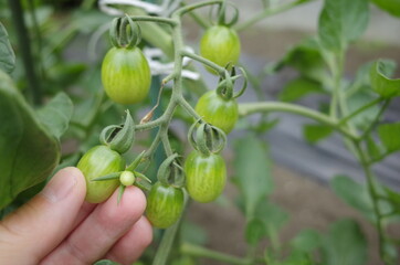 家庭菜園でトマト栽培