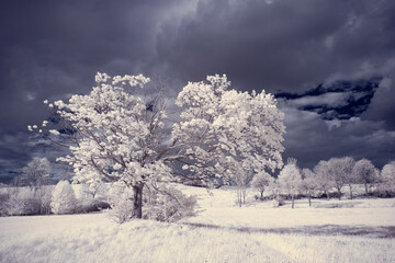 infrared photography - ir photo of landscape with tree under sky with clouds - the art of our world...