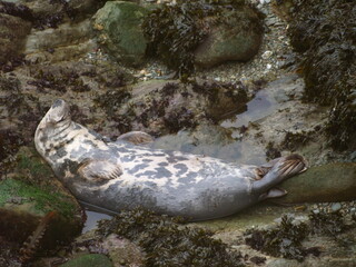 Seal