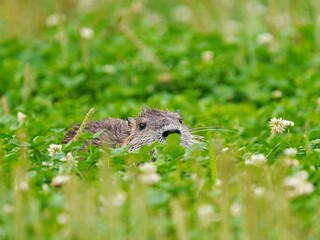 公園の草の中から覗くヌートリア