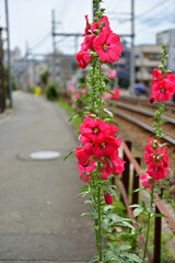 Hollyhocks have bloomed