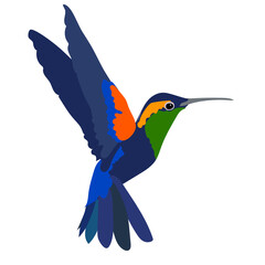 Small tropical hummingbird with long thin beak and bright blue feathers on white background. Wildlife theme. Flat vector Illustration of flying colibri