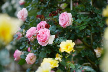 日本の植物園に咲くピンク色のバラ