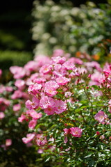 Fototapeta premium 日本の植物園に咲くピンク色のバラ