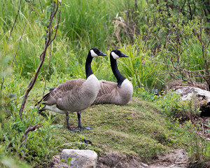 Canada Geese Photo.Canadian Geese couple close-up profile view with a foliage background and foreground in their habitat and environment, looking to the right side. Picture. Portrait. Image.