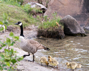 Canada Geese Photo. Canadian Goose with gosling babies  in their environment and habitat and enjoying their day. Canada Geese Image. Picture. Portrait.