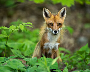 Red Fox Photo. Fox Image.  Head shot close-up profile view in with foliage foreground and...