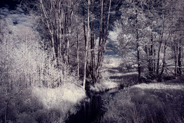 infrared photography - ir photo of landscape with tree under sky with clouds - the art of our world...