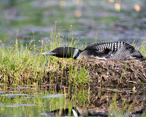 Common Loon Photo. Sitting and guarding the nest in the marsh water with blur background in its...