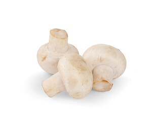 Mushroom Isolated on White Background