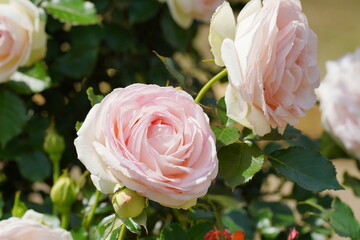 日本の植物園に咲くピンク色のバラ
