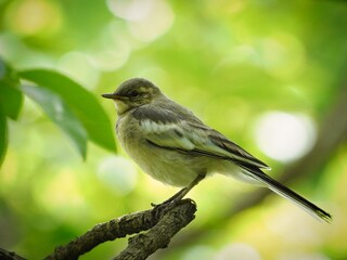 木に留まるハクセキレイの幼鳥