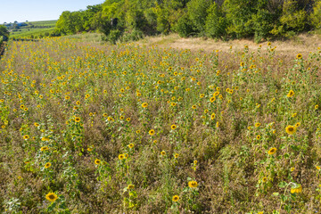 Obraz premium Bird's eye view of a dry meadow with sunflowers in Rhineland-Palz / Germany