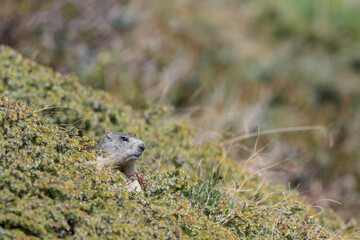 Portrait of Marmot in Alps mountains (Marmota marmota)