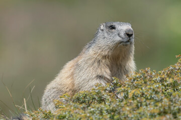 Naklejka na ściany i meble Wonderful portrait of Alpine marmot (Marmota marmota)