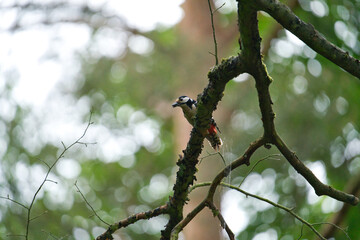 woodpecker on a tree near his home close-up