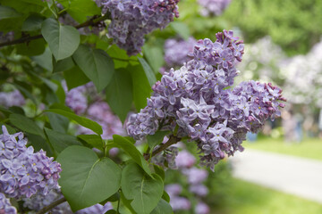 Bunches of a beautiful lilac flowers on the background of a spring green fresh leaves in a city park.