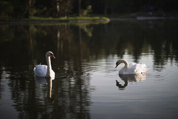 two white swans swim on the pond