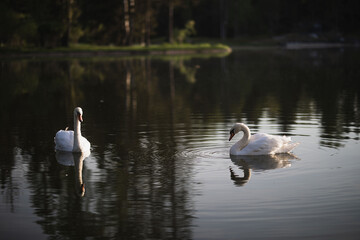 two white swans swim on the pond
