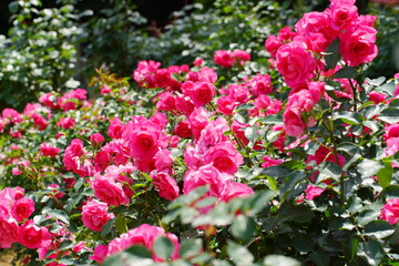 日本の植物園に咲くピンク色のバラ