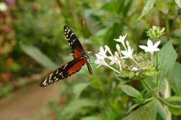 papillon