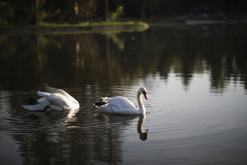 Fototapeta premium two white swans swim on the pond