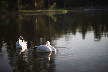 Naklejka na ściany i meble two white swans swim on the pond